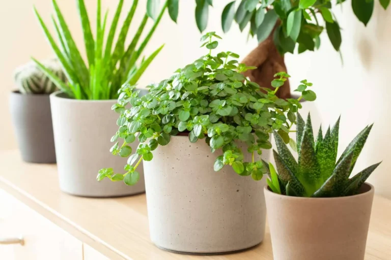 Low maintenance indoor plants