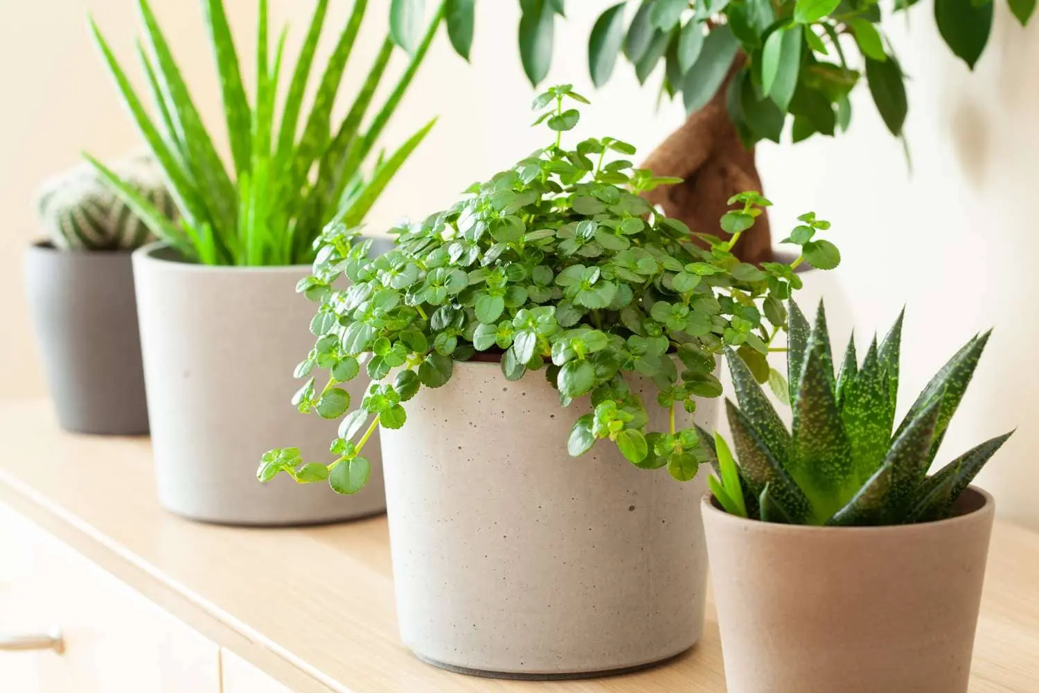Low Maintenance Indoor Plants: Easy Care Guide for Beginners