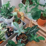 best low-maintenance indoor plants perfect for busy people