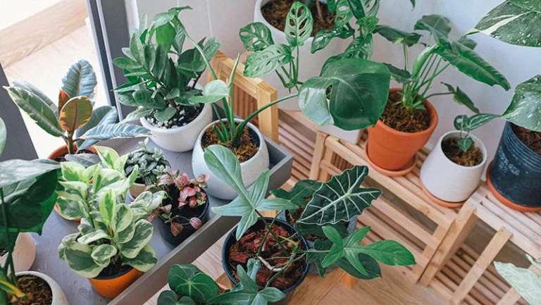 best low-maintenance indoor plants perfect for busy people