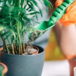 Organic fertilizer and fresh indoor herbs growing in pots on a windowsill.