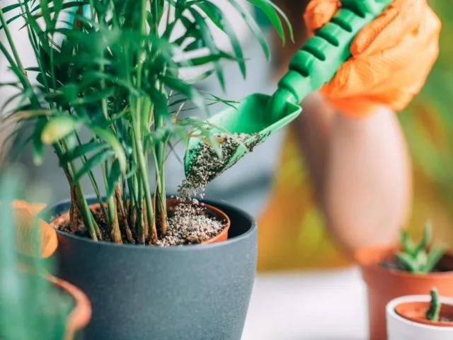 Organic fertilizer and fresh indoor herbs growing in pots on a windowsill.