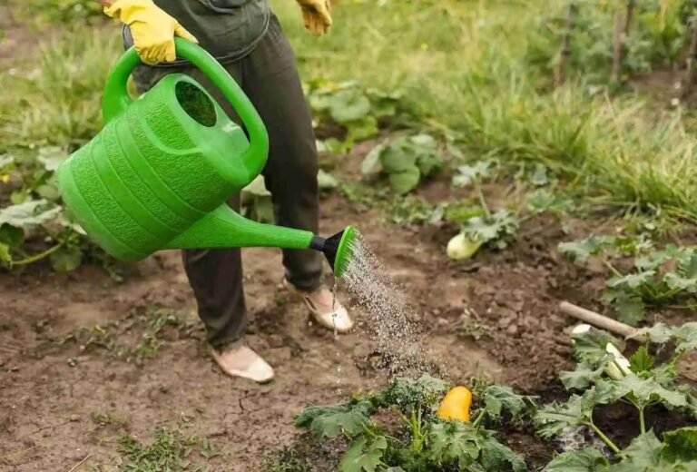 Best Organic Liquid Fertilizer for Vegetable Garden