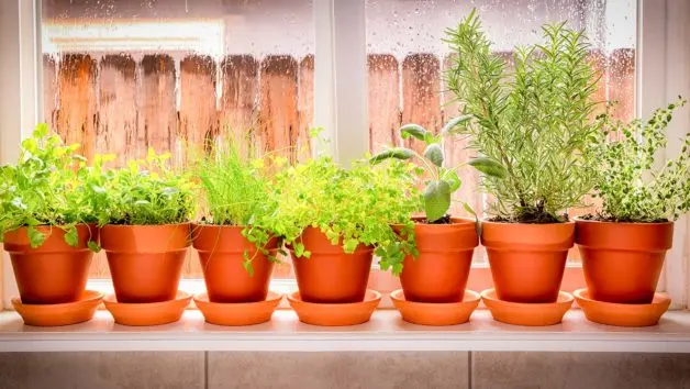 Best Fertilizers for Indoor Herbs | Organic & Fast-Growing Options