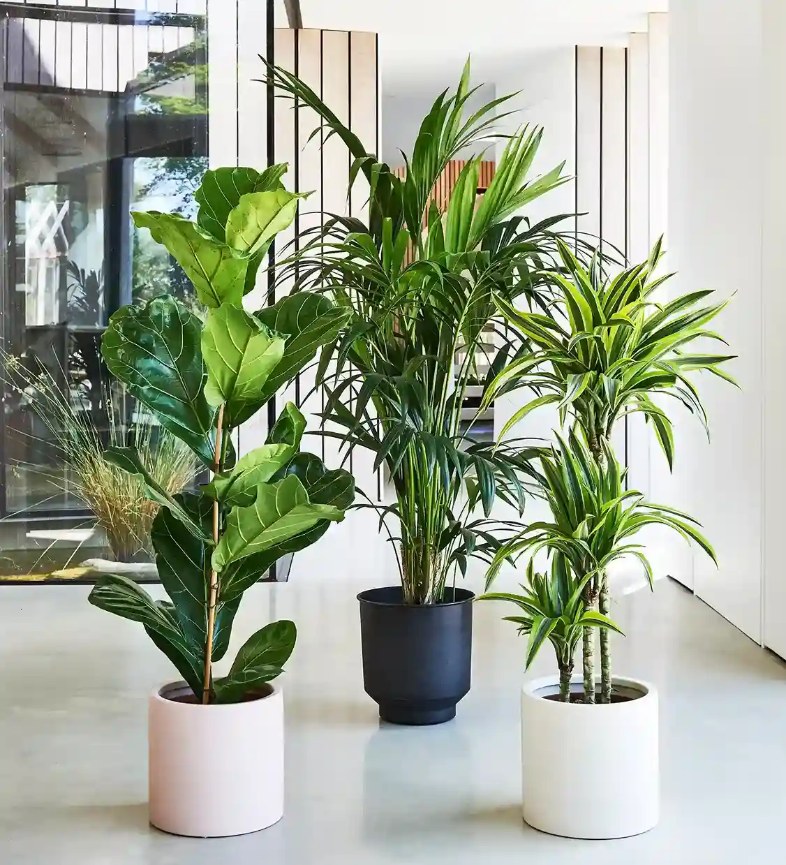 10 Best Tall Indoor Plants for a Stylish & Lush Home
