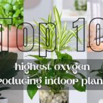 Top 10 Best Indoor Plants for Oxygen Breathe Cleaner Air at Home