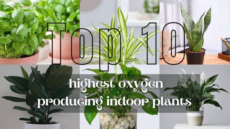 Top 10 Best Indoor Plants for Oxygen Breathe Cleaner Air at Home