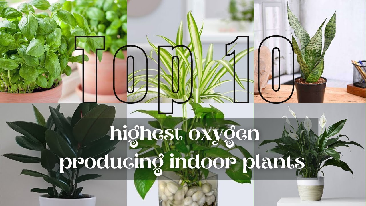 Top 10 Best Indoor Plants for Oxygen Breathe Cleaner Air at Home