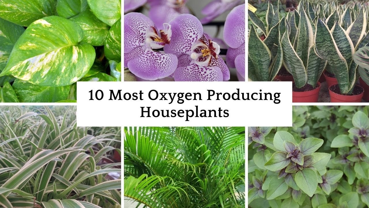 Top 10 Best Indoor Plants