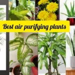Air-Purifying Plants