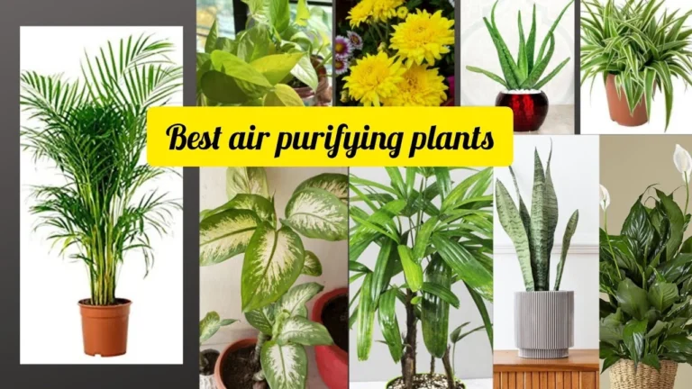 Air-Purifying Plants