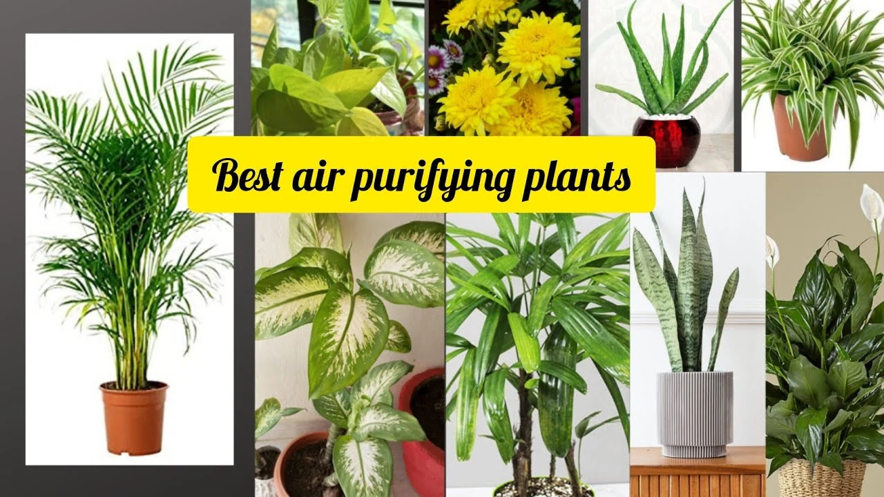 Air-Purifying Plants