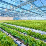 Greenhouse Farming in India