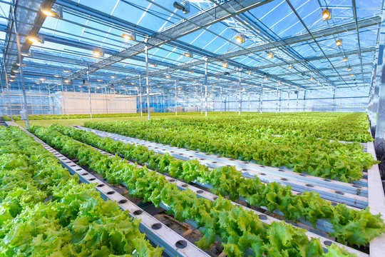 Greenhouse Farming in India
