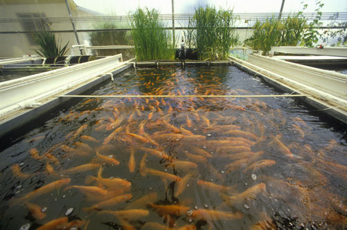 Fish Farming Business Plan
