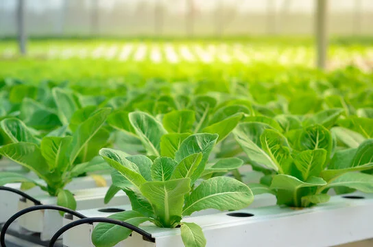Organic Fertilizer for Hydroponics