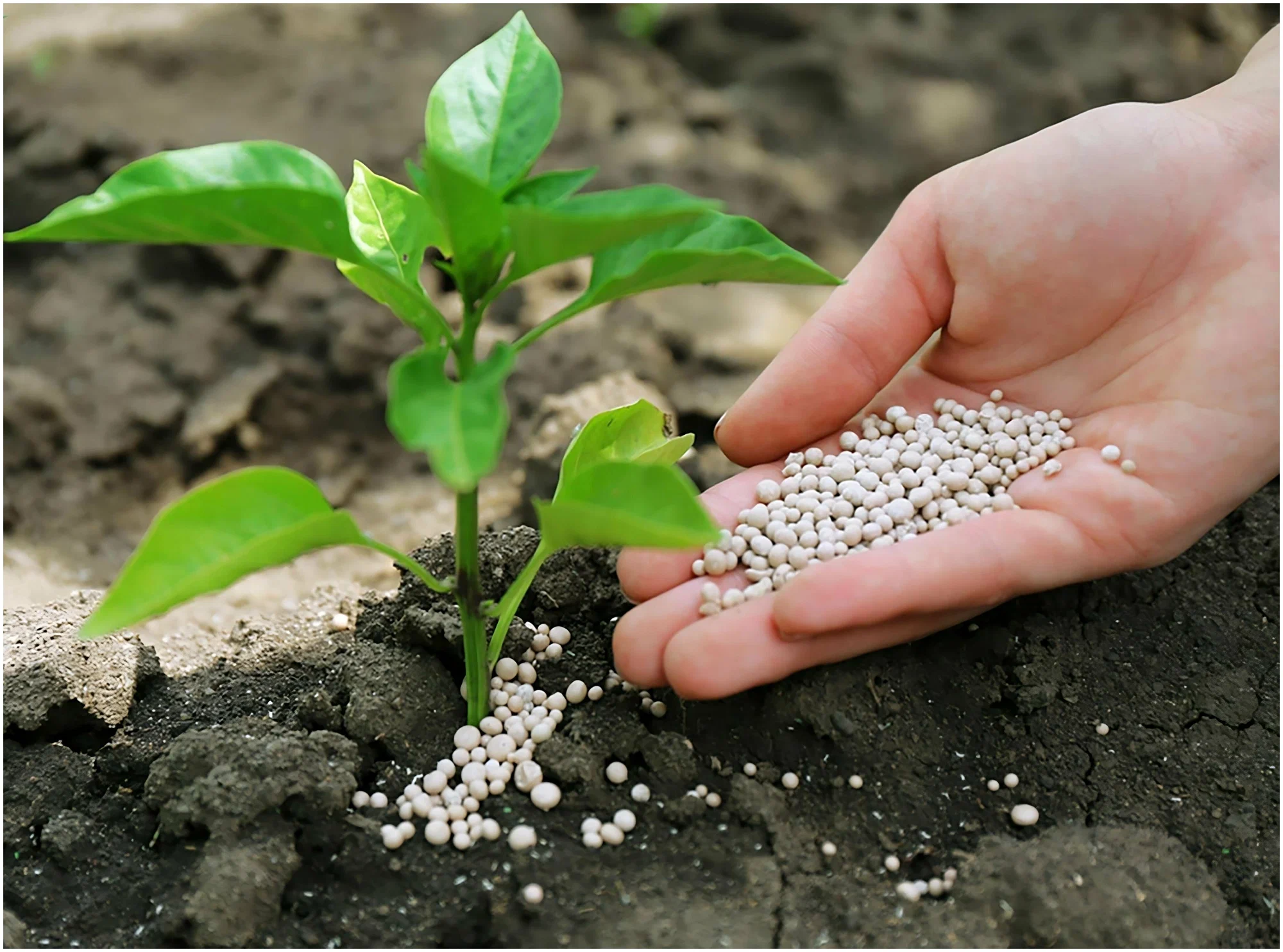 Organic Water Soluble Fertilizer
