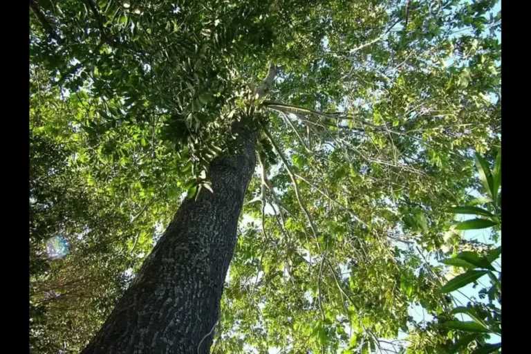 Brazil Nuts Tree in India