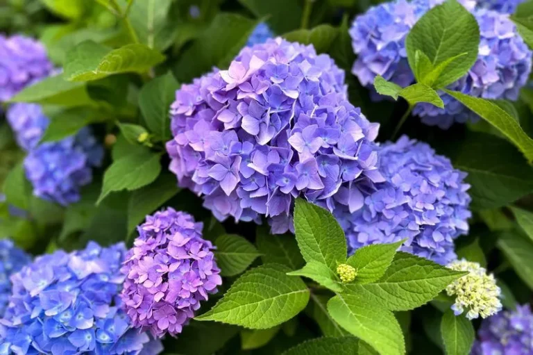 hydrangeas