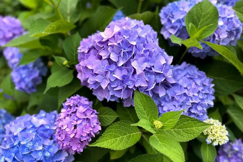 hydrangeas