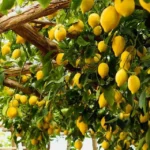 Lemon farming in India