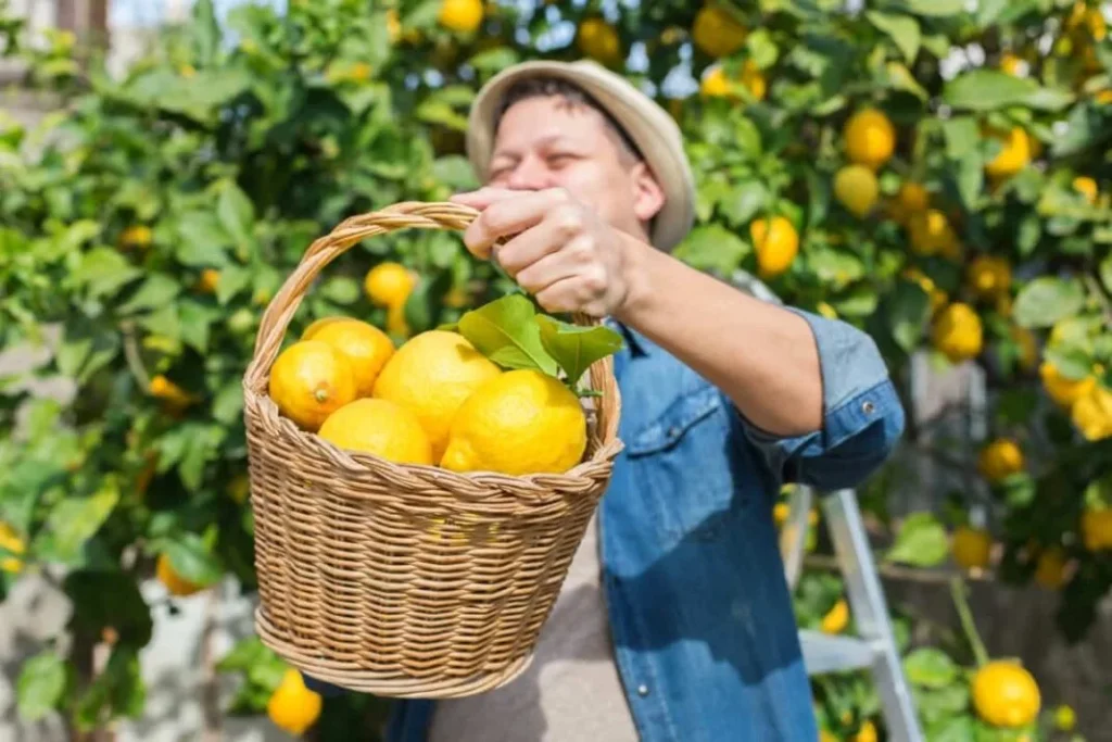 Lemon farming in India