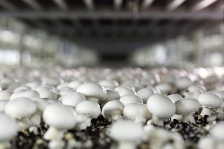 mushroom business plan