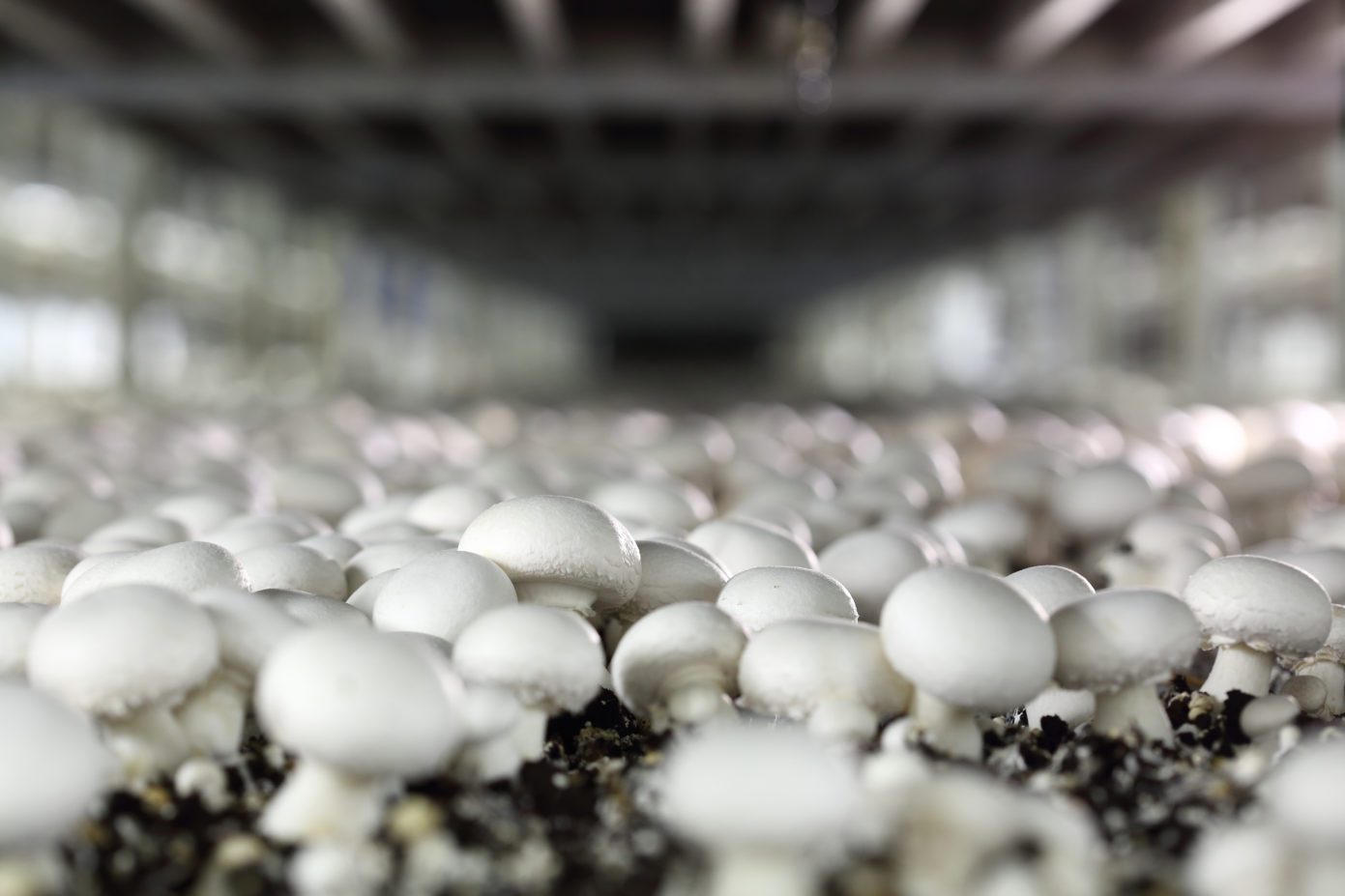 mushroom business plan