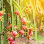 Dragon Fruit Plant