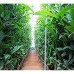 vertical farming in india