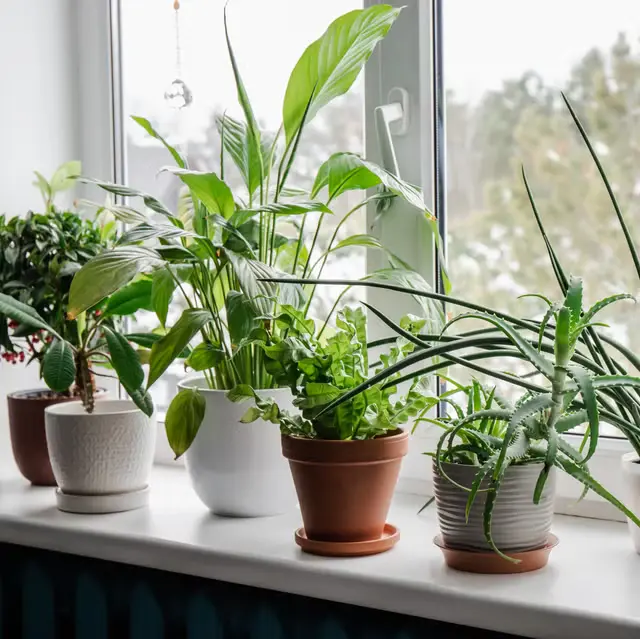 Best Indoor Plants for Bedroom Air Quality