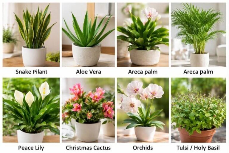 Which Plants Release Oxygen at Night
