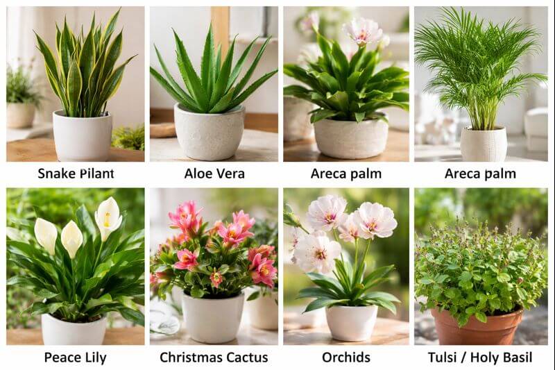 forever plants pflege Rote Hortensie „Forever & Ever“ – Blühstarke Sorte, 23 cm Topf, 55 cm Höhe