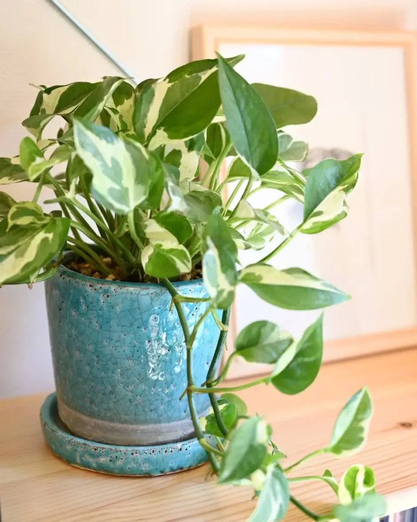 sprout and soil