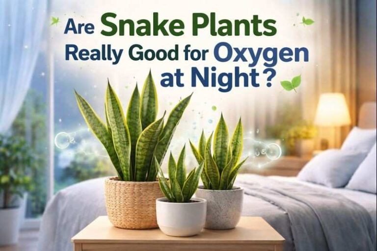 If you want to explore more options, check: Which Plants Release Oxygen at Night? Complete Guide, List, Benefits & Myths — a detailed article about night-oxygen plants.