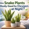 If you want to explore more options, check: Which Plants Release Oxygen at Night? Complete Guide, List, Benefits & Myths — a detailed article about night-oxygen plants.