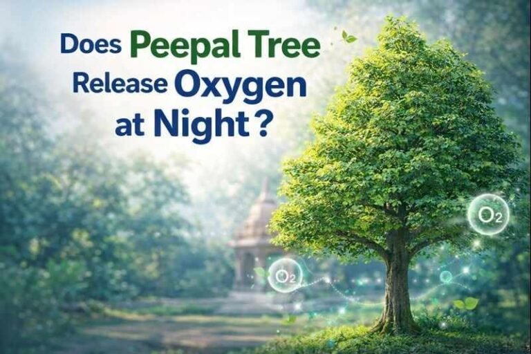 Does Peepal Tree Release Oxygen at Night