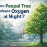 Does Peepal Tree Release Oxygen at Night