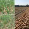 Onion Yield Per Acre