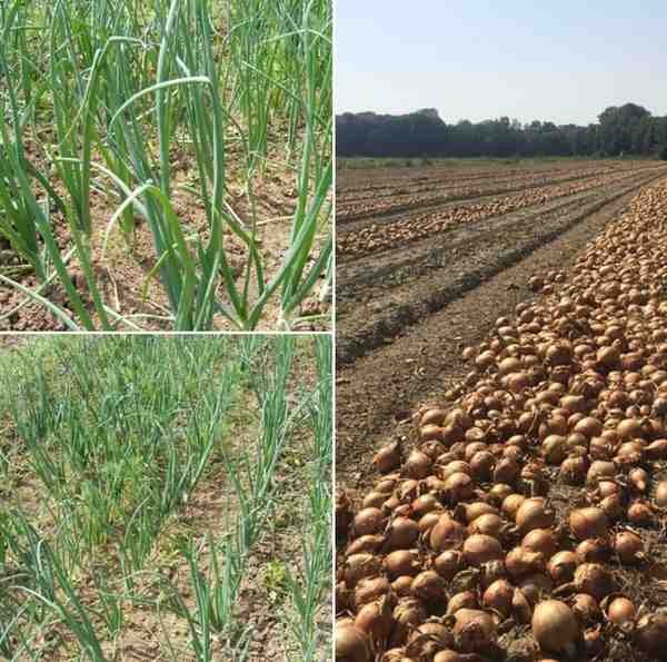 Onion Yield Per Acre
