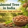 almond nut tree in india