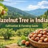hazelnut tree in India