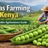 Peas Farming in Kenya
