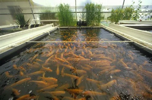 Fish Farming Business Plan