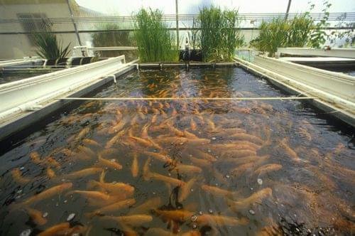 Fish Farming Business Plan