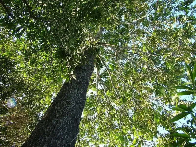 brazil nuts tree in india