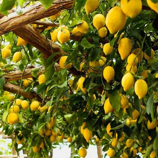Lemon farming in India