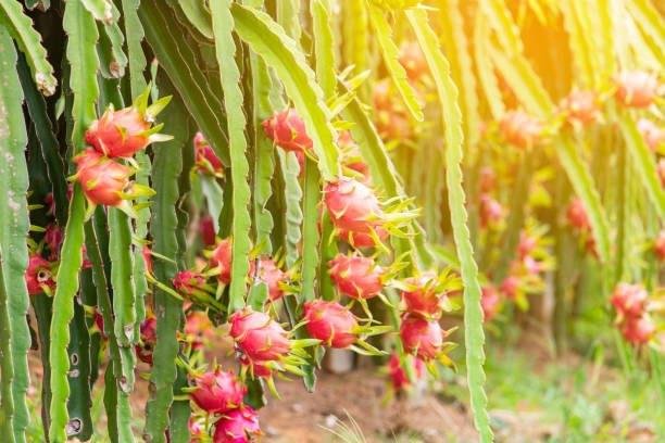 Dragon Fruit Plant
