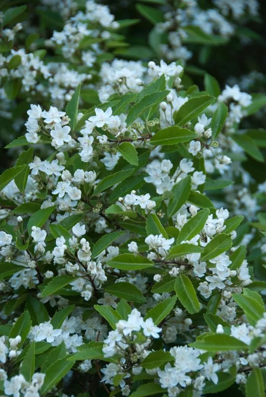 shrubs plants name