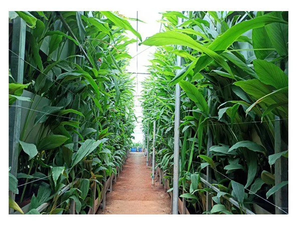 vertical farming in india